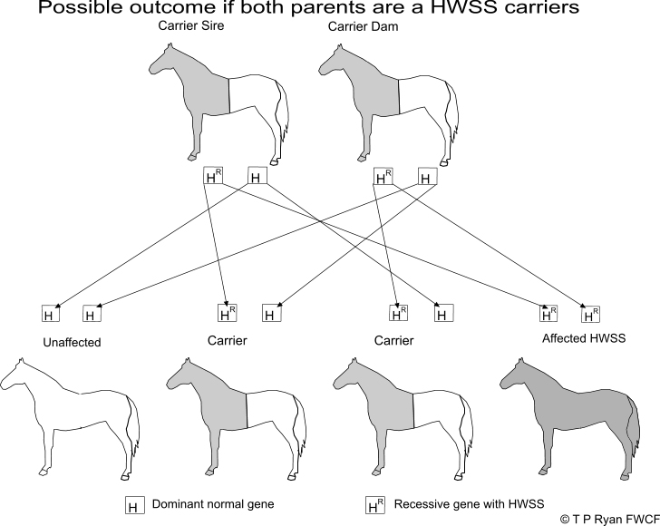 Diagram 1, Both parents carriers of HWSS